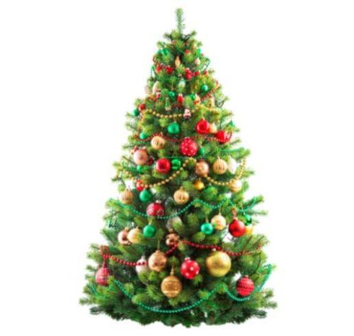クリスマスツリー モミの木